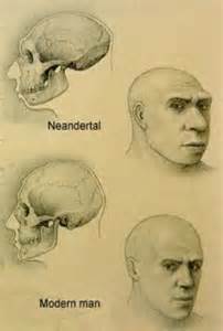 neanderthal and cro magnon skulls